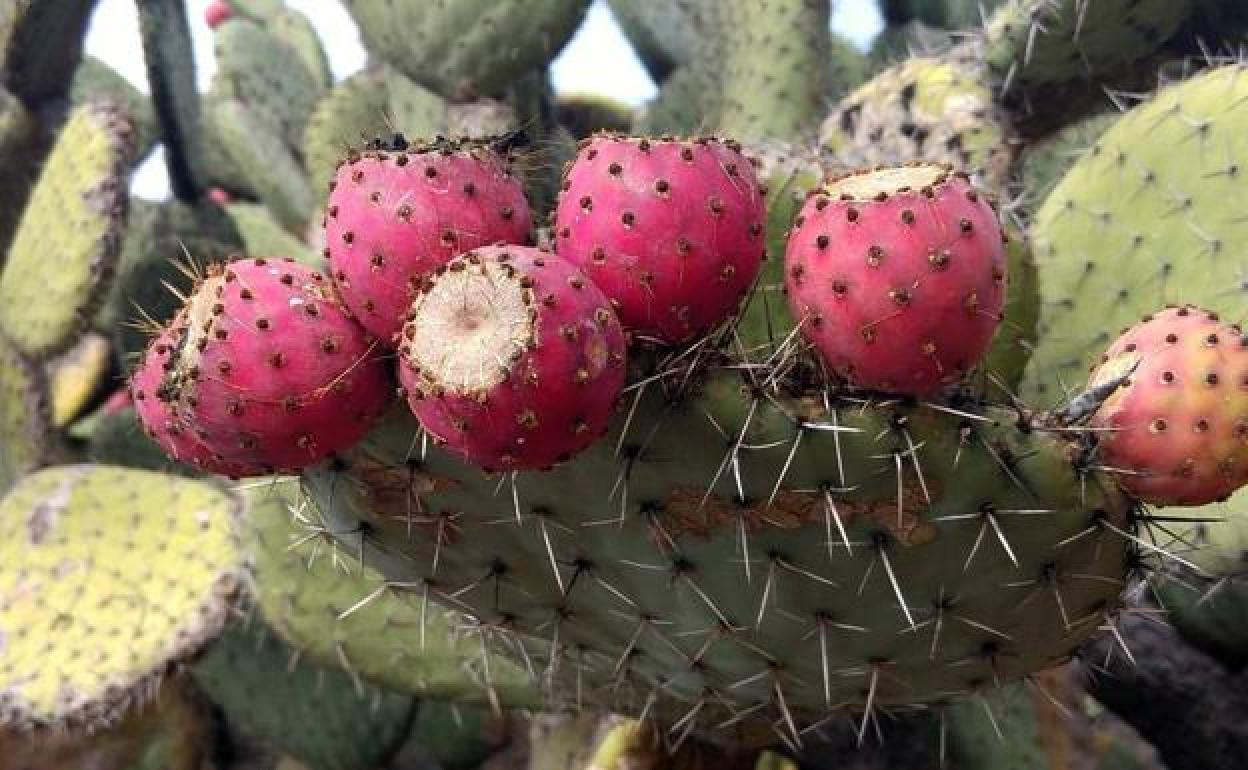 El Ayuntamiento potencia la producción de productos a base de tuno